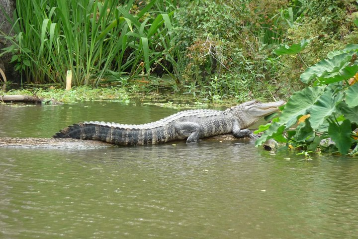 Honey Island Swamp Boat Tour - Photo 1 of 7